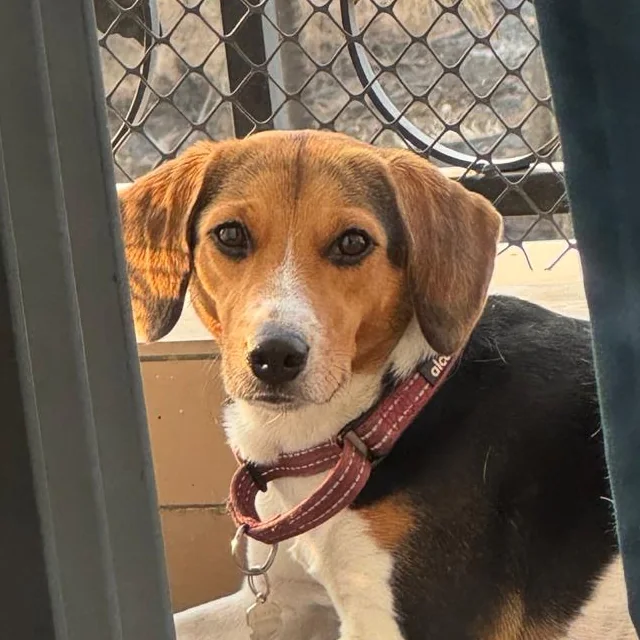 Miffy the beagle
